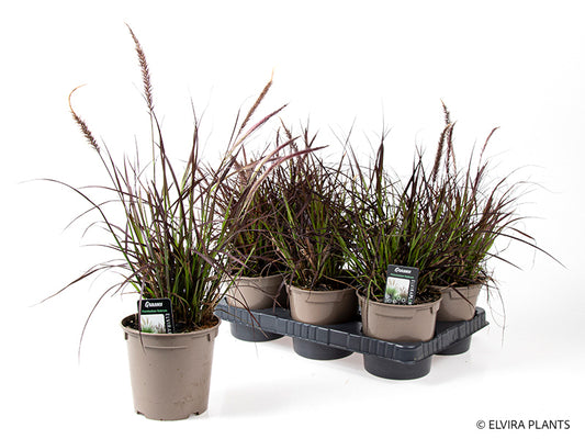 Bilde av PENNISETUM ORIENTALE-Spanne Plantesalg