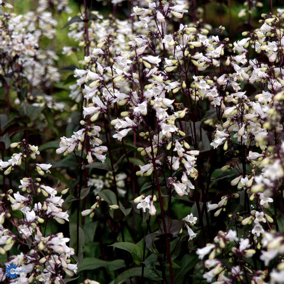 Bilde av Penstemon digit. 'Husker Red'-Spanne Plantesalg
