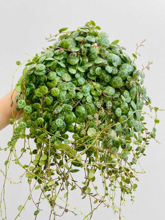 Bilde av Peperomia prostrata ‘String of Turtles’-Spanne Plantesalg