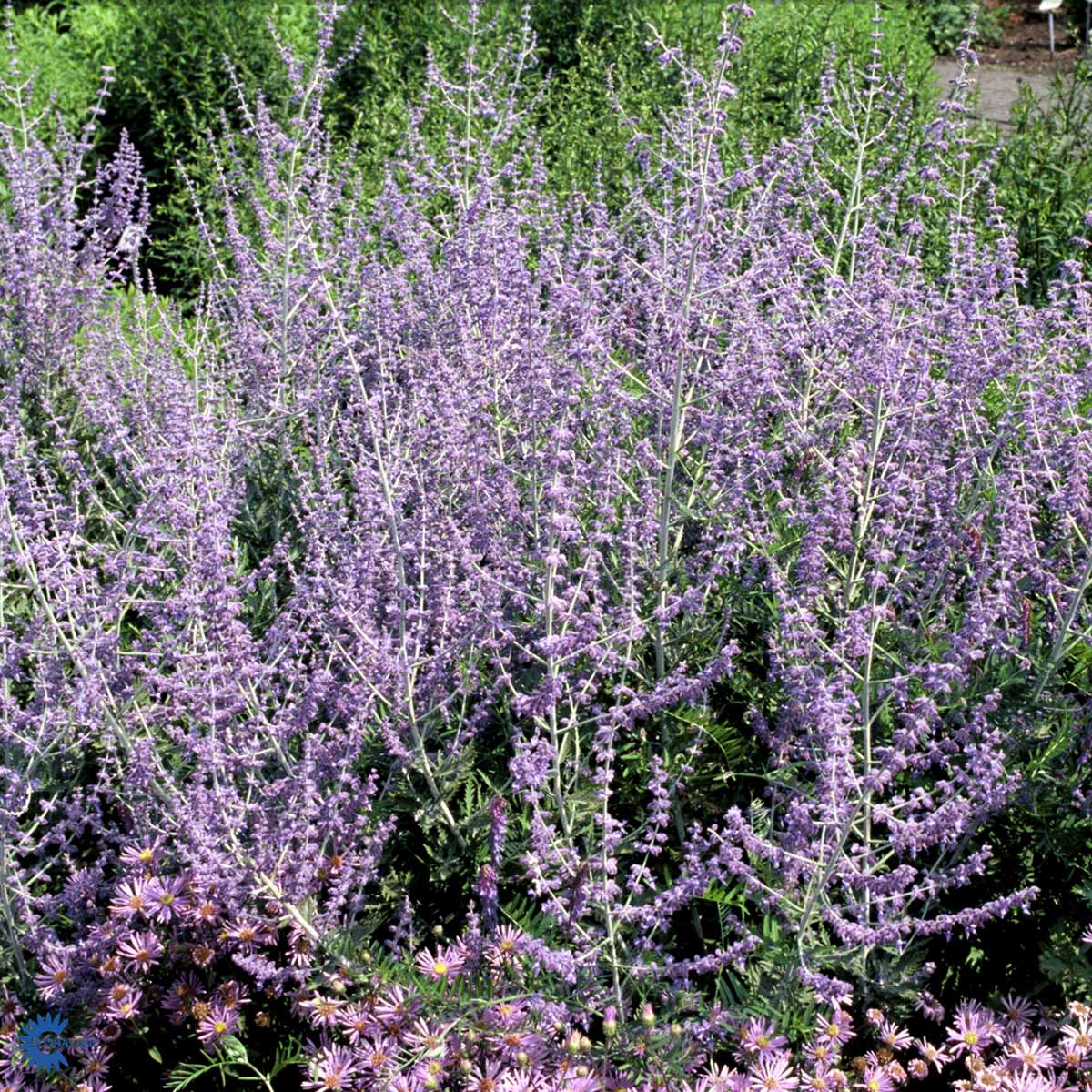 Bilde av Perovskia 'Blue Spire'-Spanne Plantesalg