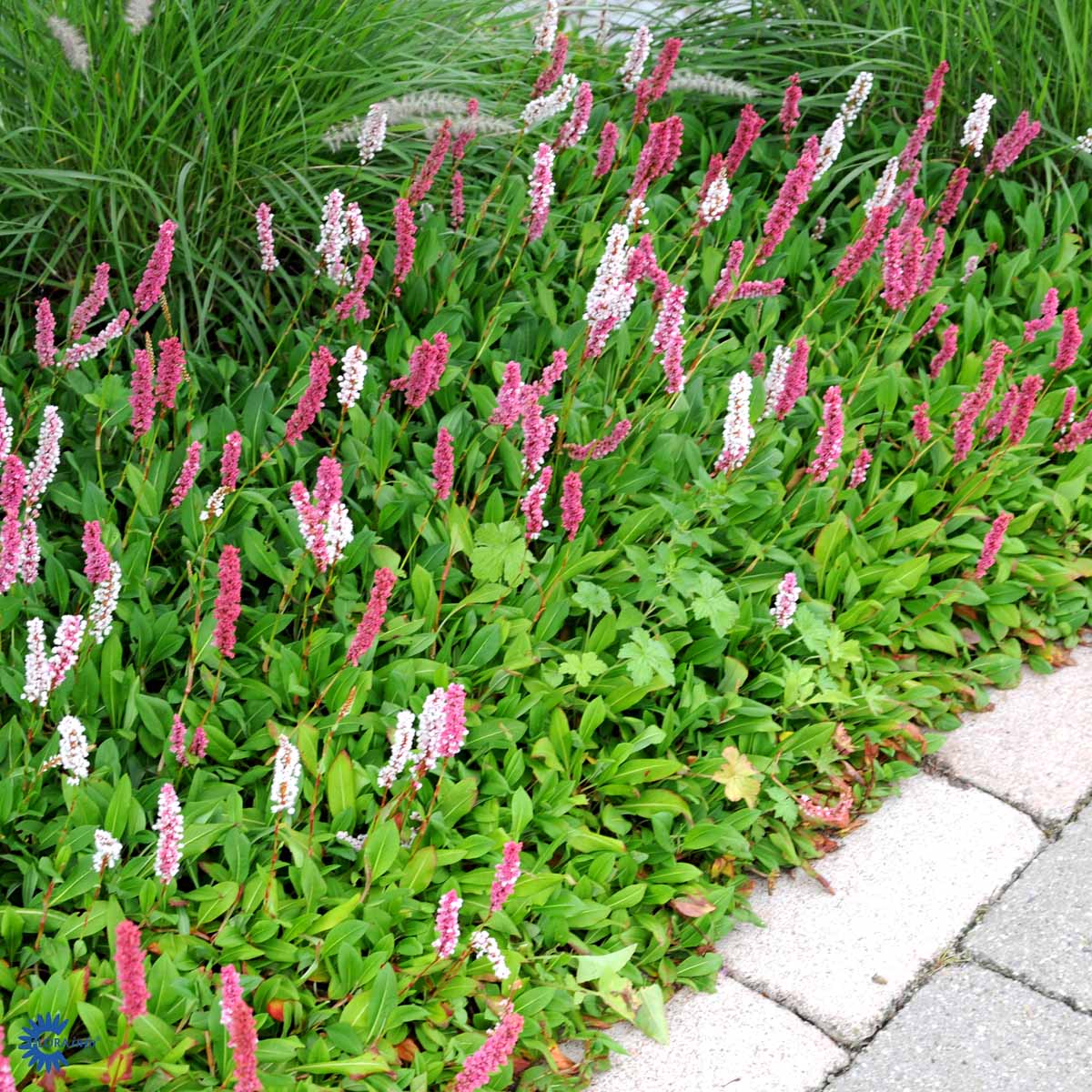 Bilde av Persicaria Affinis Darjeeling Red-Spanne Plantesalg