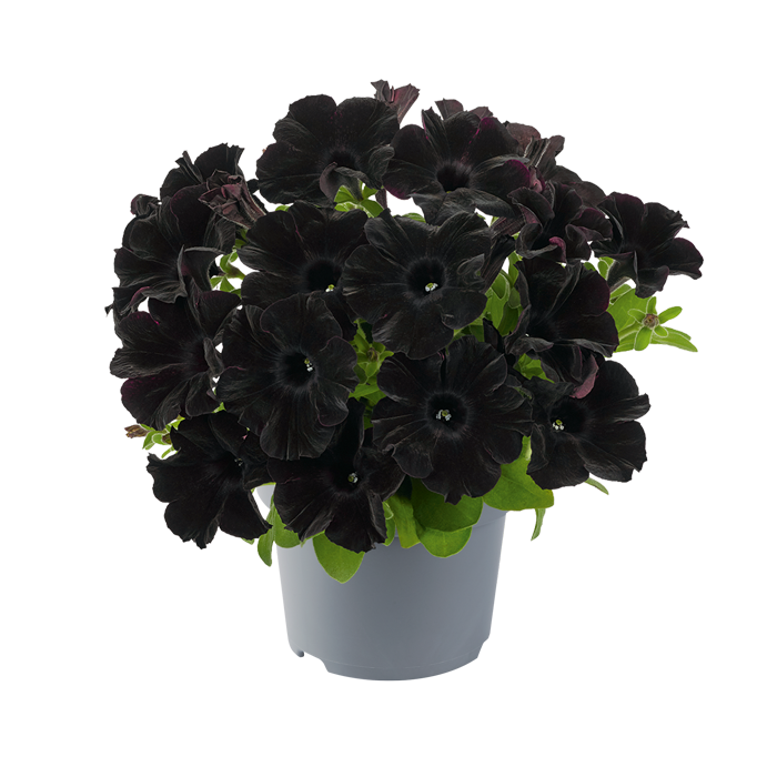 Bilde av Petunia grand. GO!Tunia Black 3 st-Spanne Plantesalg