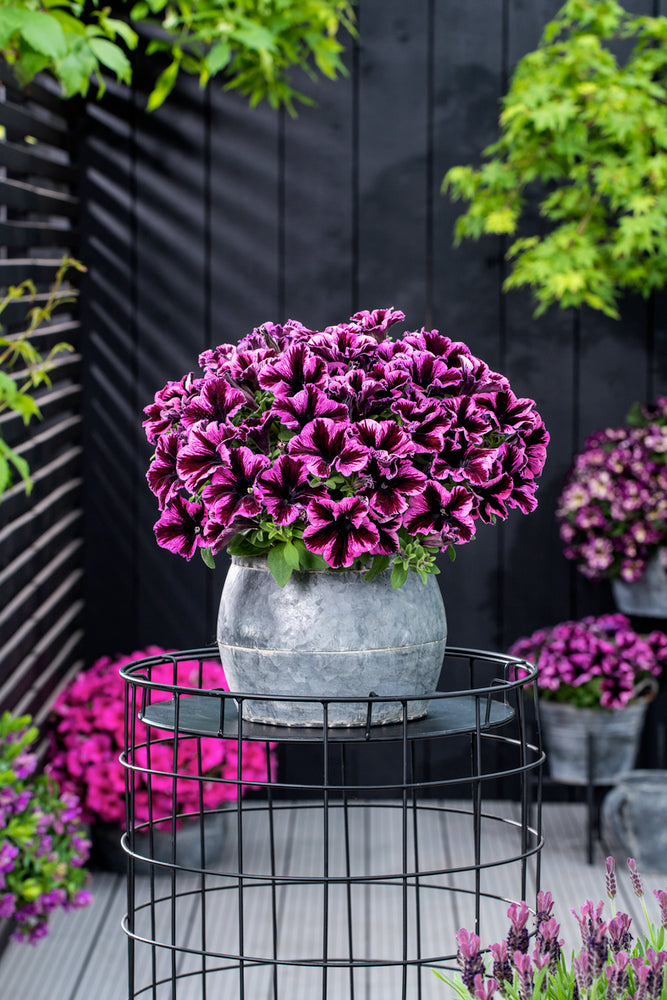 Bilde av Petunia grand. GO!Tunia Cosmic Pink 3 st-Spanne Plantesalg