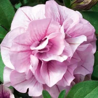 Bilde av Petunia sweet sunshine pink purple vein, 2 For 99,90-Spanne Plantesalg