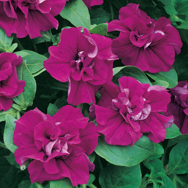 Bilde av Petunia Tumbelina© Savanna, 2 For 99,90-Spanne Plantesalg