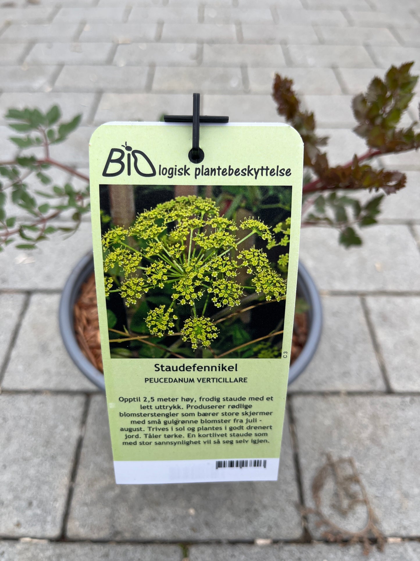Bilde av PEUCEDANUM VERTICILLARE-Spanne Plantesalg
