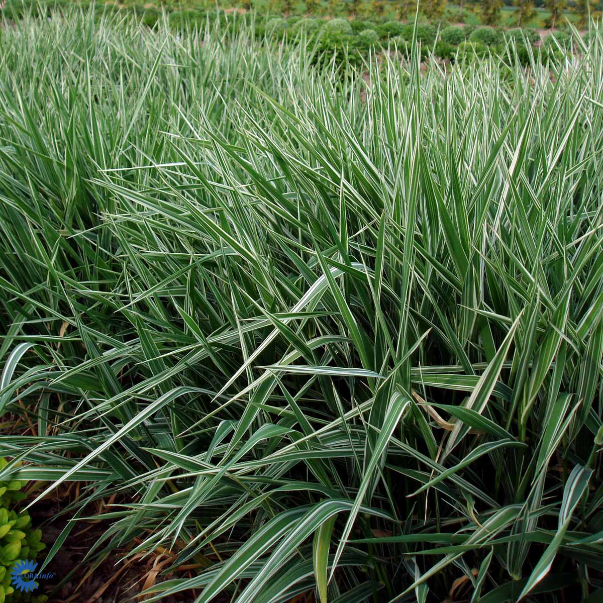 Bilde av Phalaris arund. 'Feesey'-Spanne Plantesalg