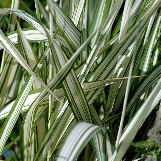 Bilde av Phalaris arund. 'Feesey'-Spanne Plantesalg