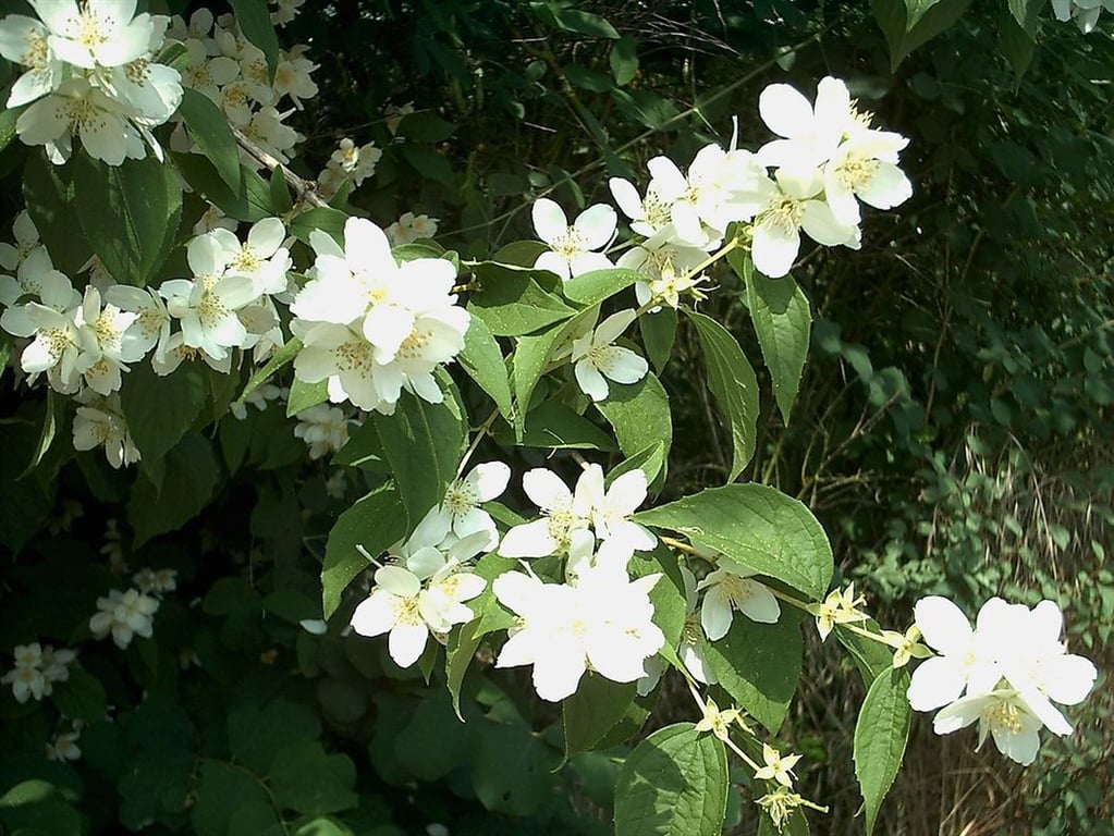 Bilde av Philadelphus coronarius-Spanne Plantesalg