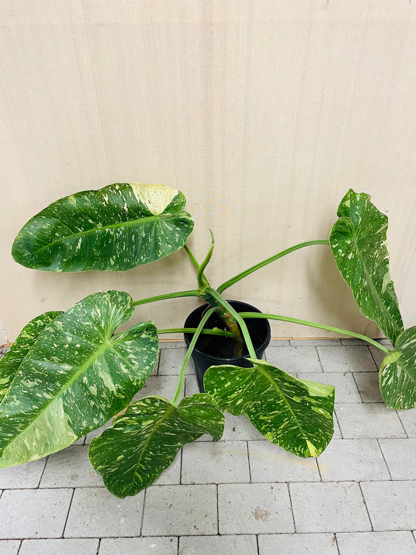 Bilde av Philodendron ‘Jose Buono’ toppstikling-Spanne Plantesalg