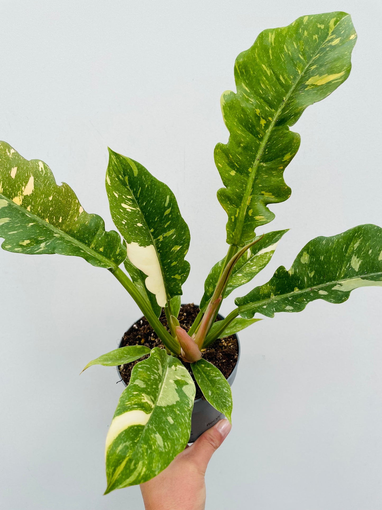 Bilde av Philodendron ‘Ring Of Fire’-Spanne Plantesalg