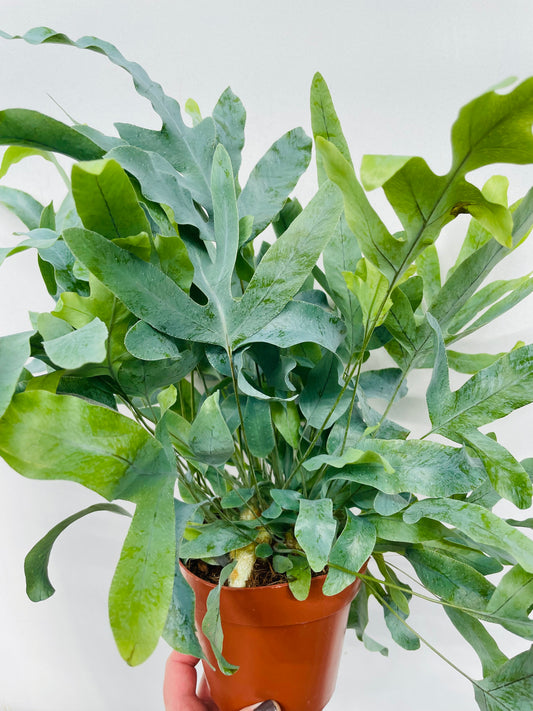 Bilde av Phlebodium aureum ‘Blue Star’-Spanne Plantesalg
