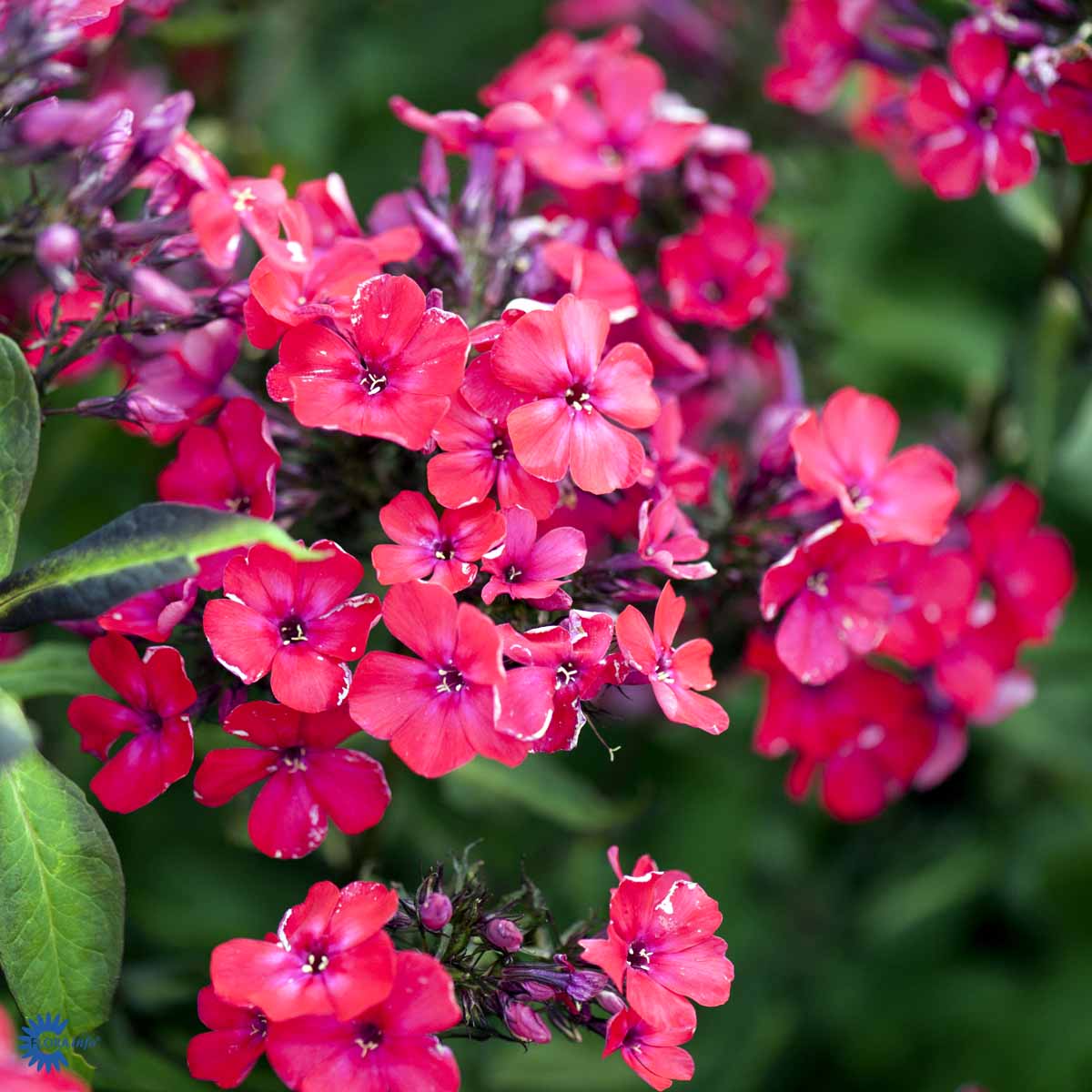 Bilde av Phlox (P) 'Starfire'-Spanne Plantesalg