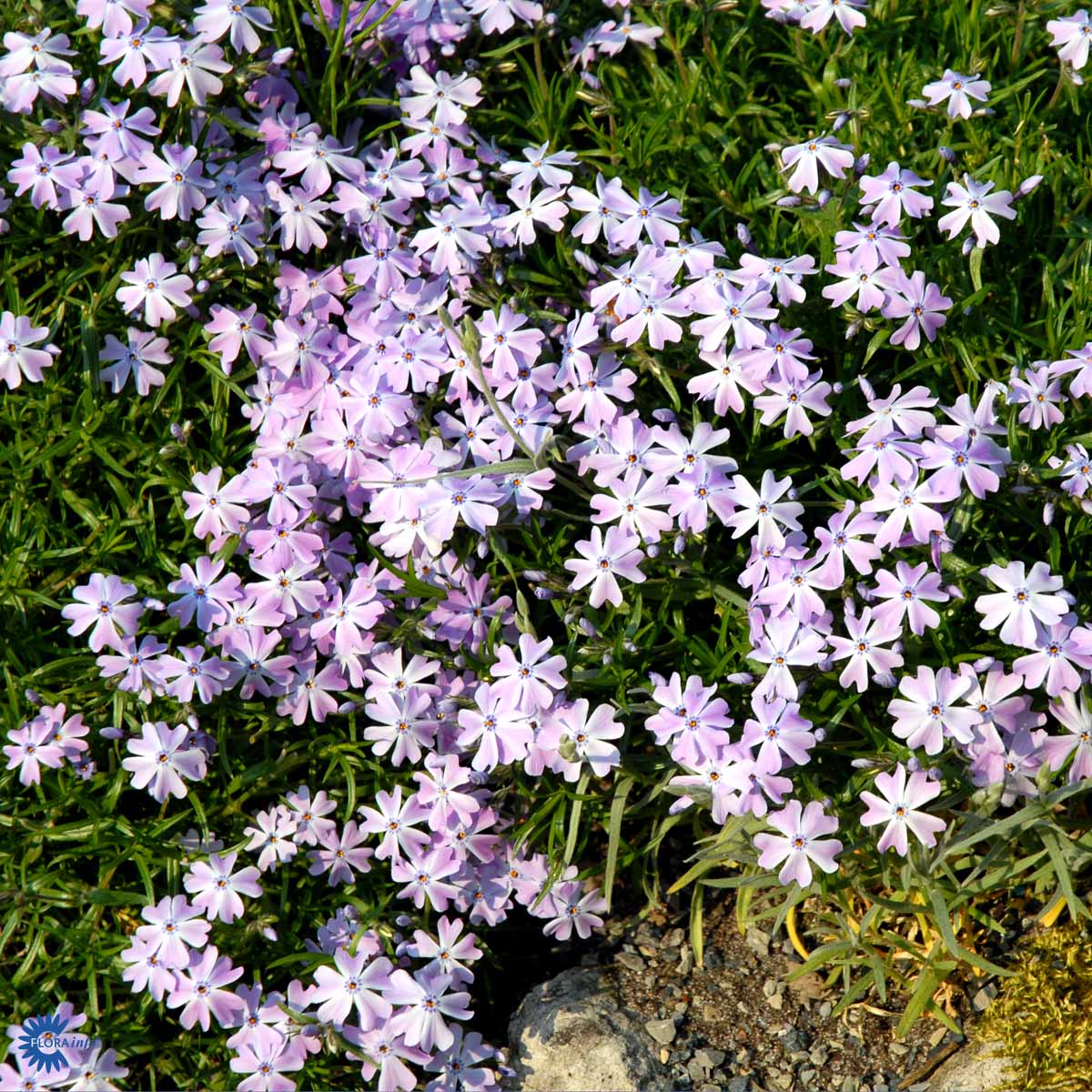 Bilde av Phlox (S) 'Emerald Cushion Blue'-Spanne Plantesalg