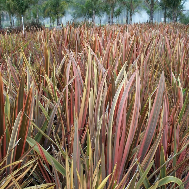 Bilde av Phormium 'Sundowner'-Spanne Plantesalg