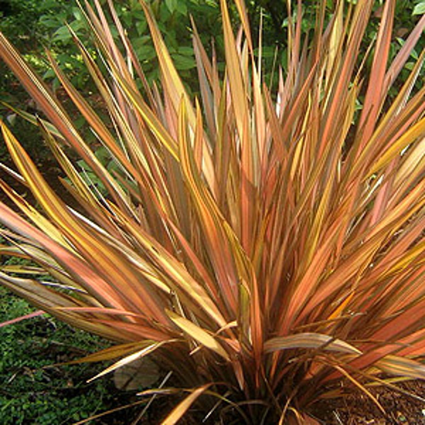 Bilde av Phormium ten. Flamingo-Spanne Plantesalg