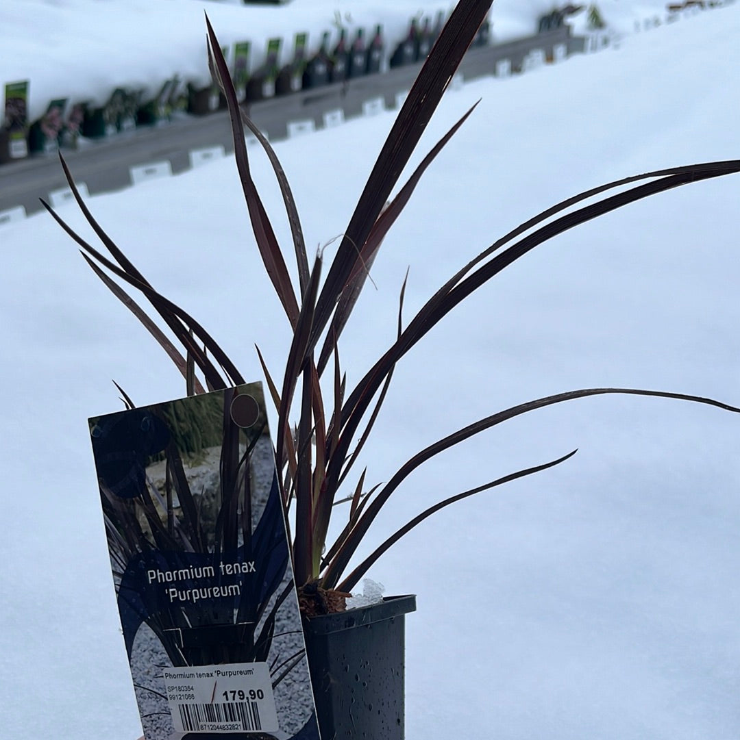 Bilde av Phormium tenax 'Purpureum'-Spanne Plantesalg