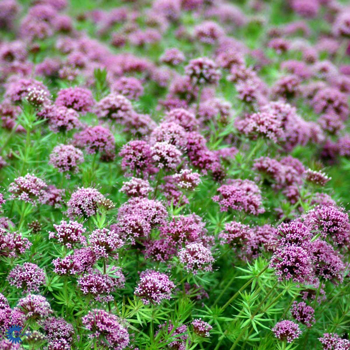 Bilde av Phuopsis stylosa-Spanne Plantesalg