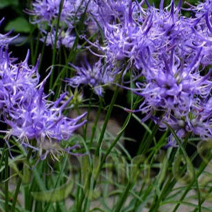 Bilde av Phyteuma scheuchzeri-Spanne Plantesalg