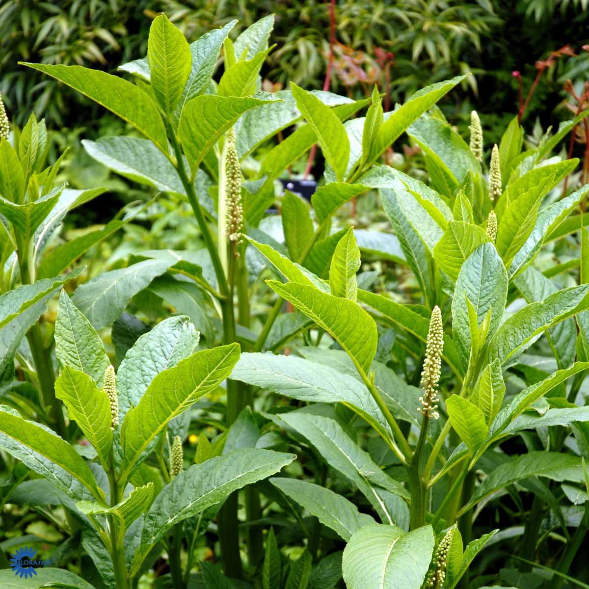 Bilde av Phytolacca acinosa-Spanne Plantesalg