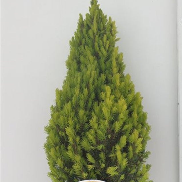 Bilde av Picea glauca 'Laurin'-Spanne Plantesalg