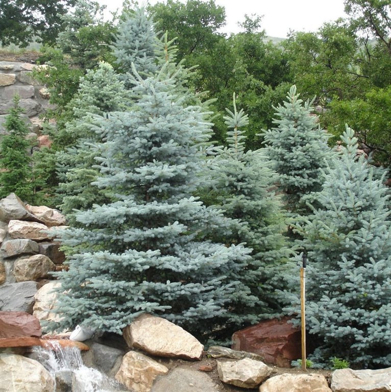 Bilde av Picea pungens glauca-Spanne Plantesalg