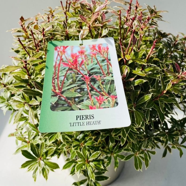 Bilde av Pieris jap. 'Little Heath'-Spanne Plantesalg