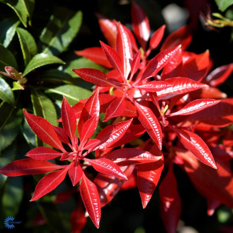 Bilde av Pieris jap. 'Mountain Fire'-Spanne Plantesalg