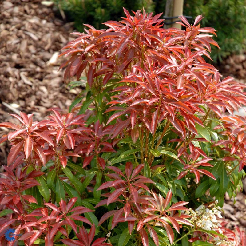 Bilde av Pieris jap. 'Mountain Fire'-Spanne Plantesalg