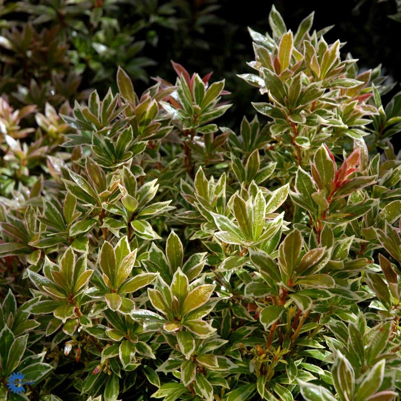 Bilde av Pieris jap. 'Little Heath'-Spanne Plantesalg