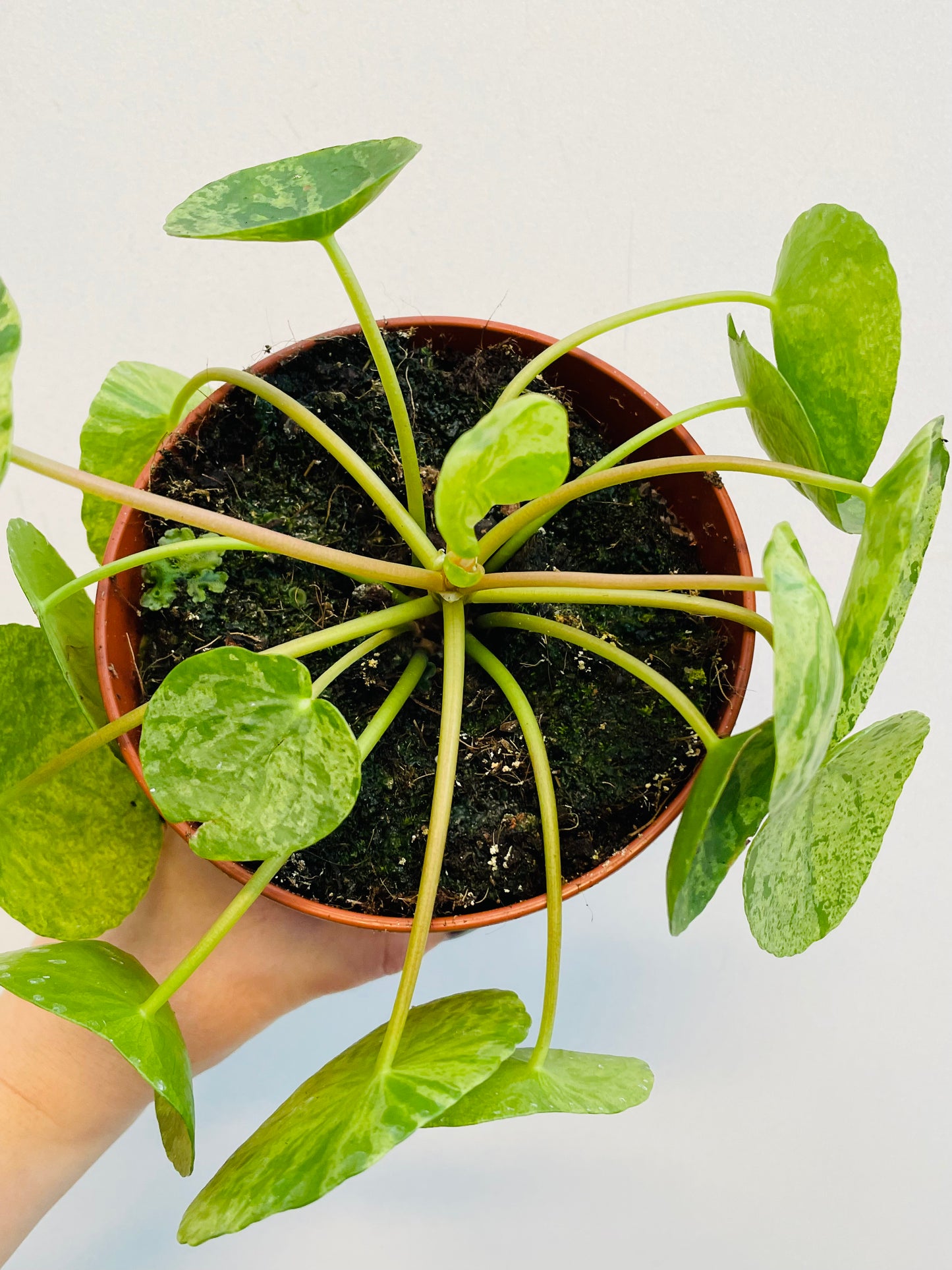 Bilde av Pilea ‘Mojito’-Spanne Plantesalg