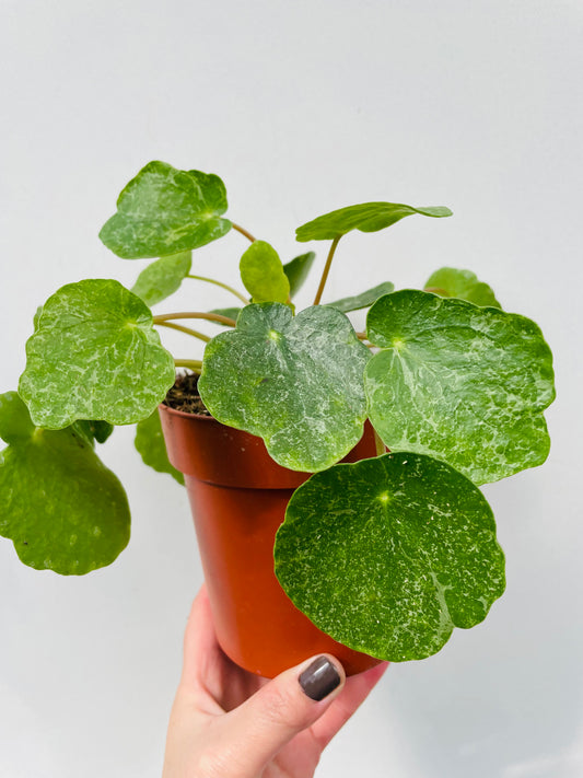 Bilde av Pilea ‘Sugar’-Spanne Plantesalg