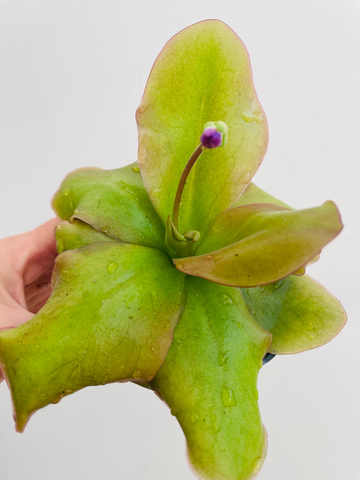 Bilde av Pinguicula ‘Weser’-Spanne Plantesalg