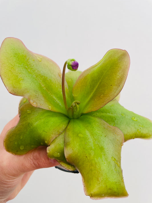 Bilde av Pinguicula ‘Weser’-Spanne Plantesalg