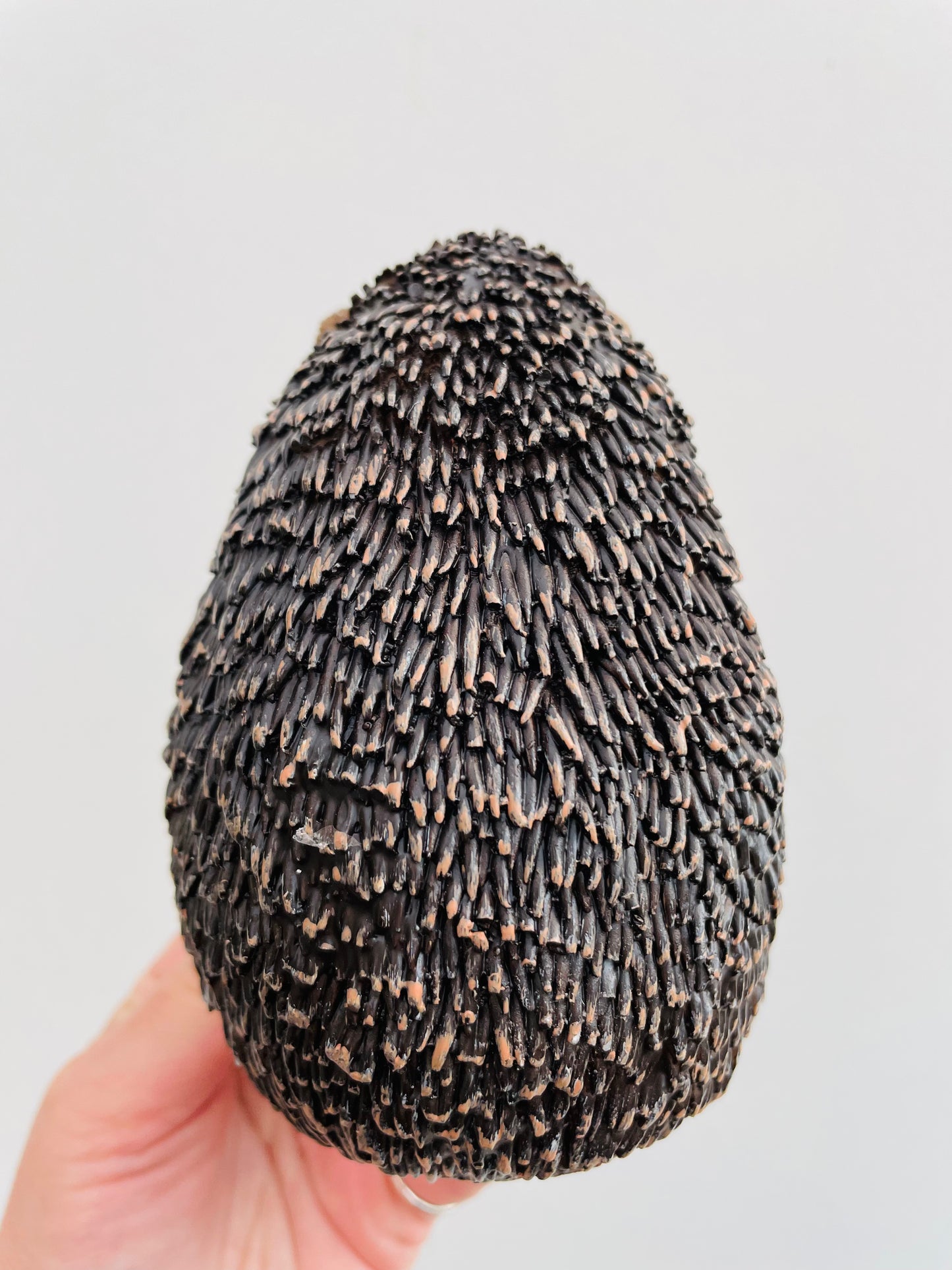 Bilde av Pinnsvin ‘Si Ikke’-Spanne Plantesalg