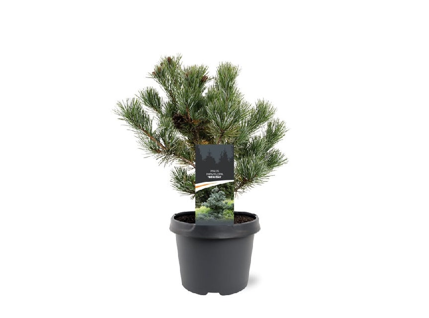 Bilde av PINUS PARVIFLORA NEGISHI-Spanne Plantesalg