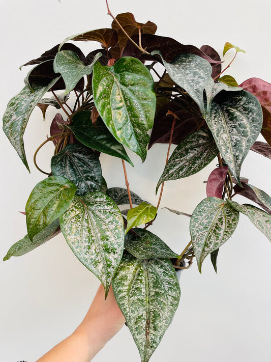 Bilde av Piper ornatum-Spanne Plantesalg