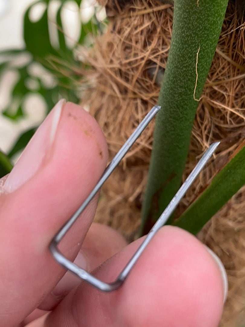 Bilde av Plantefester 3 cm 20 stk-Spanne Plantesalg