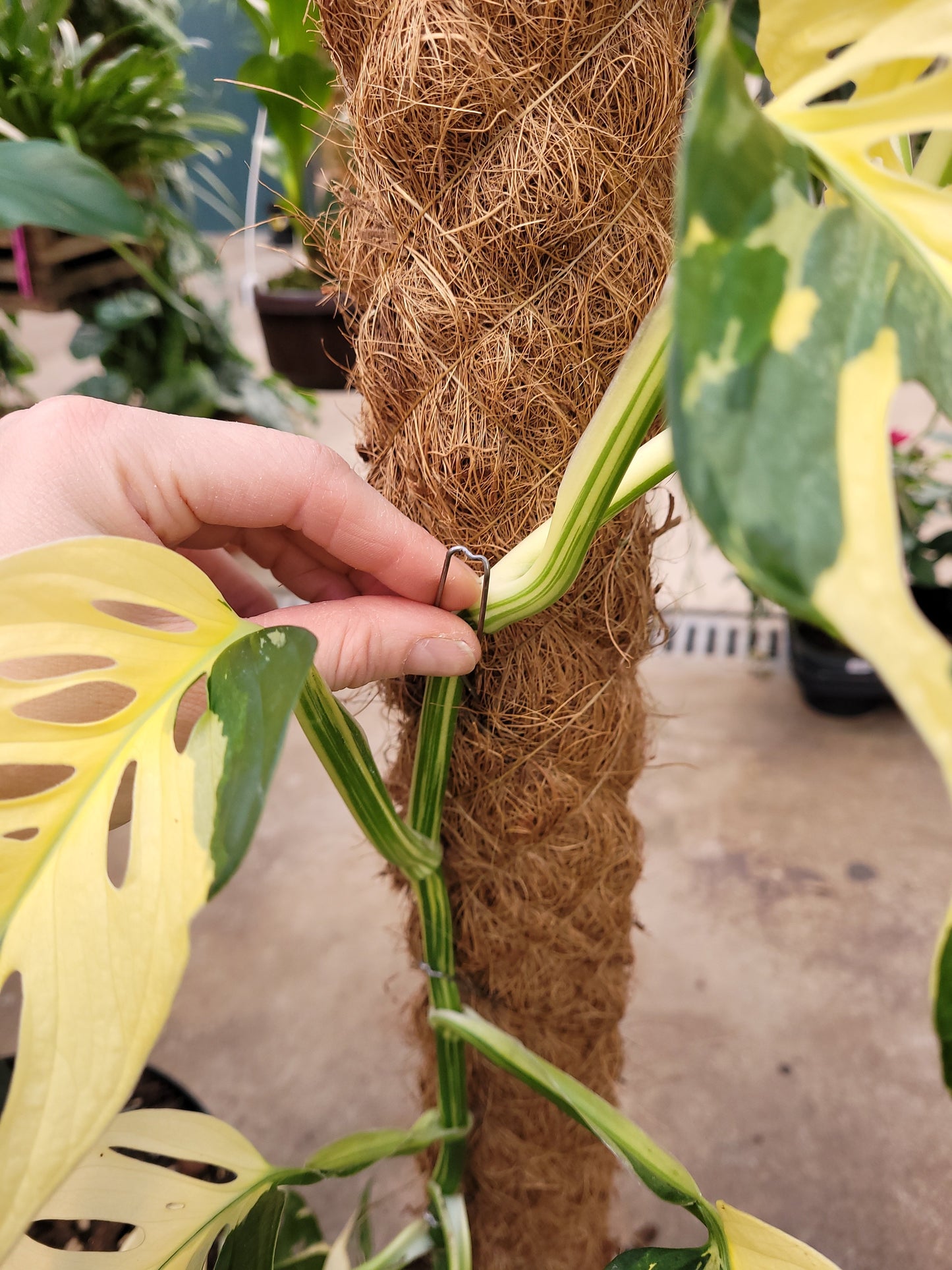 Bilde av Plantefester 6 cm 20 stk-Spanne Plantesalg