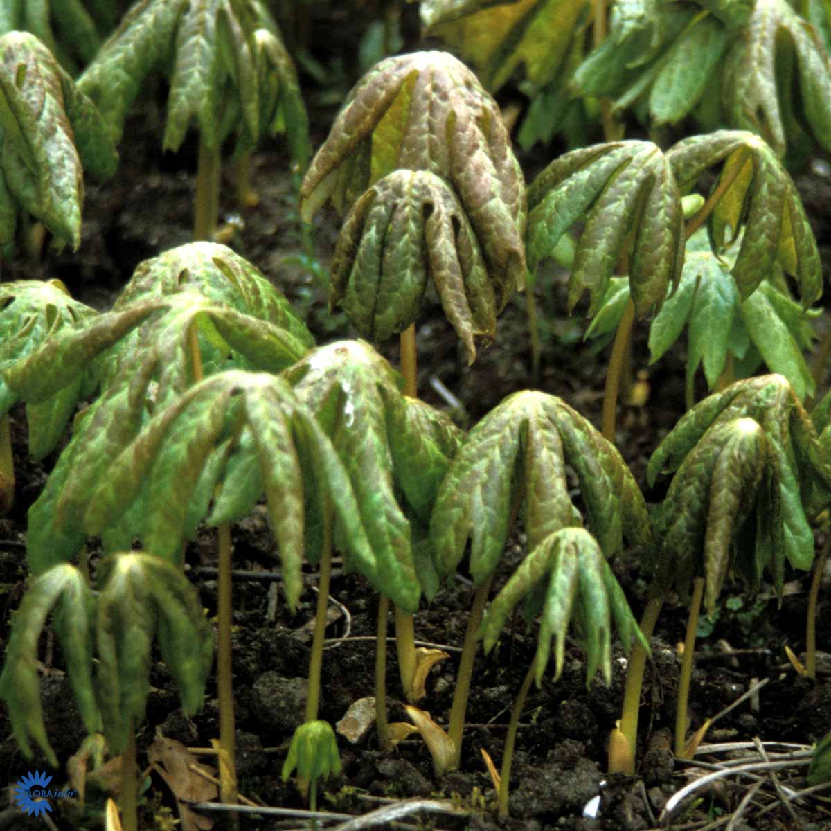 Bilde av Podophyllum 'Spotty Dotty'-Spanne Plantesalg
