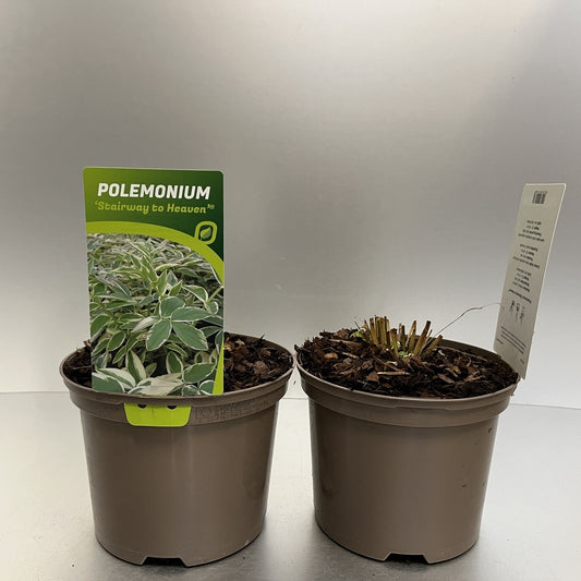 Bilde av Polemonium rep. Stairway to Heaven-Spanne Plantesalg
