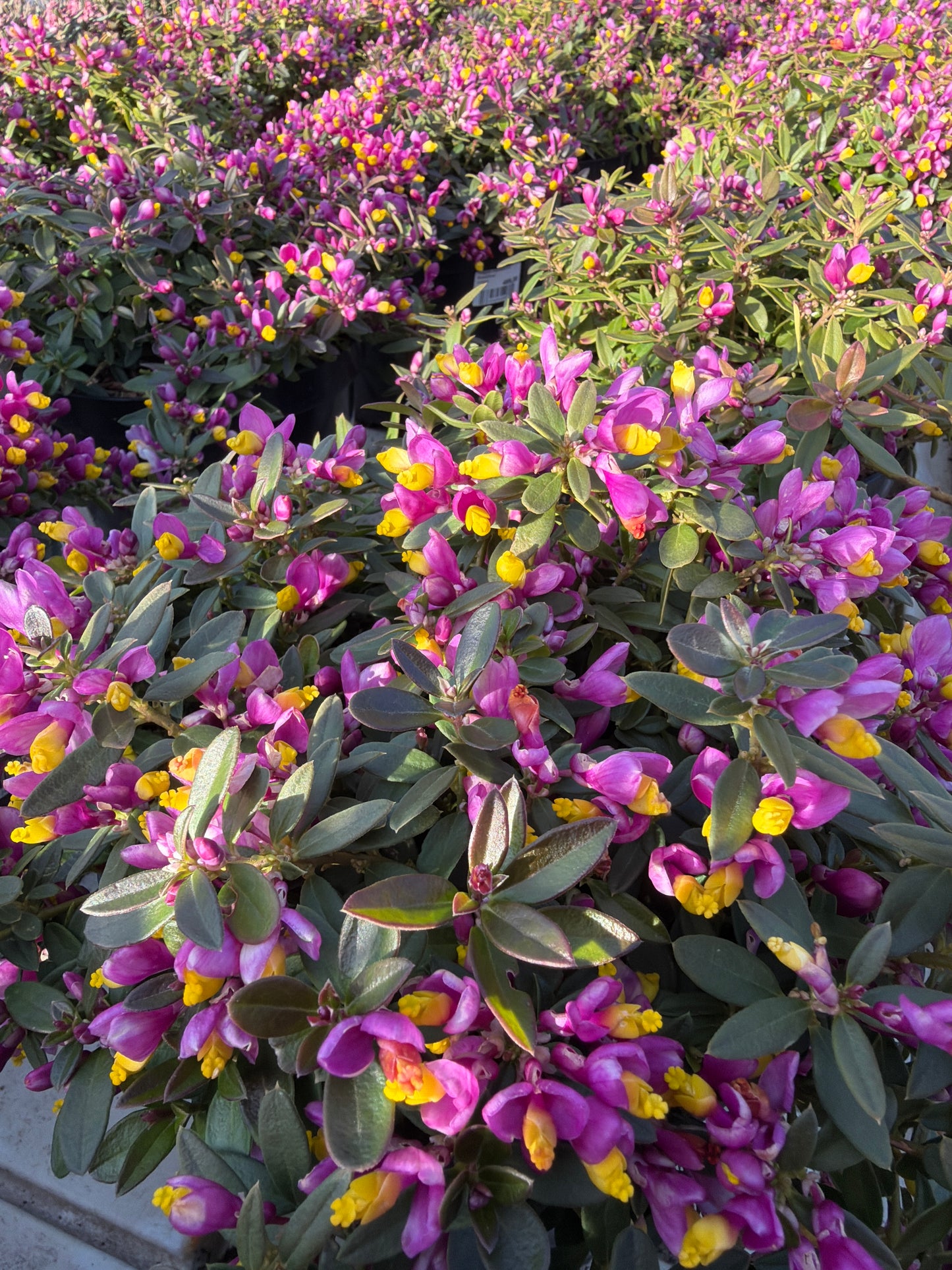 Bilde av Polygala chamaebuxus ' Grandiflora'-Spanne Plantesalg