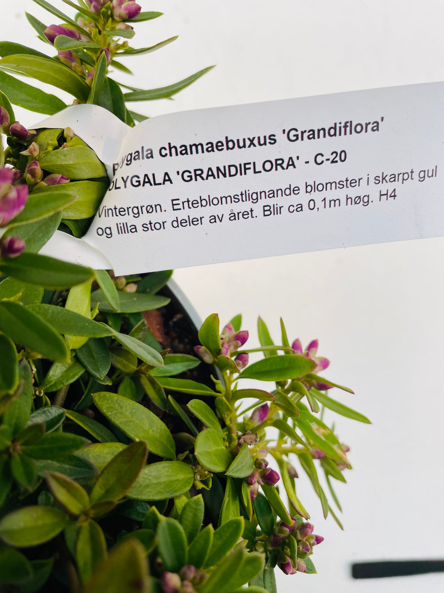 Bilde av Polygala ‘Grandiflora’-Spanne Plantesalg