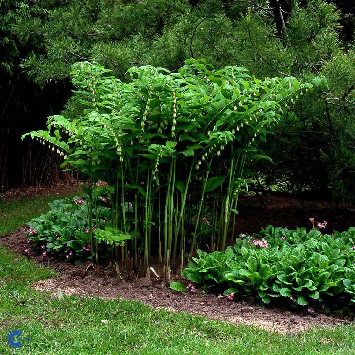 Bilde av Polygonatum multiflorum-Spanne Plantesalg