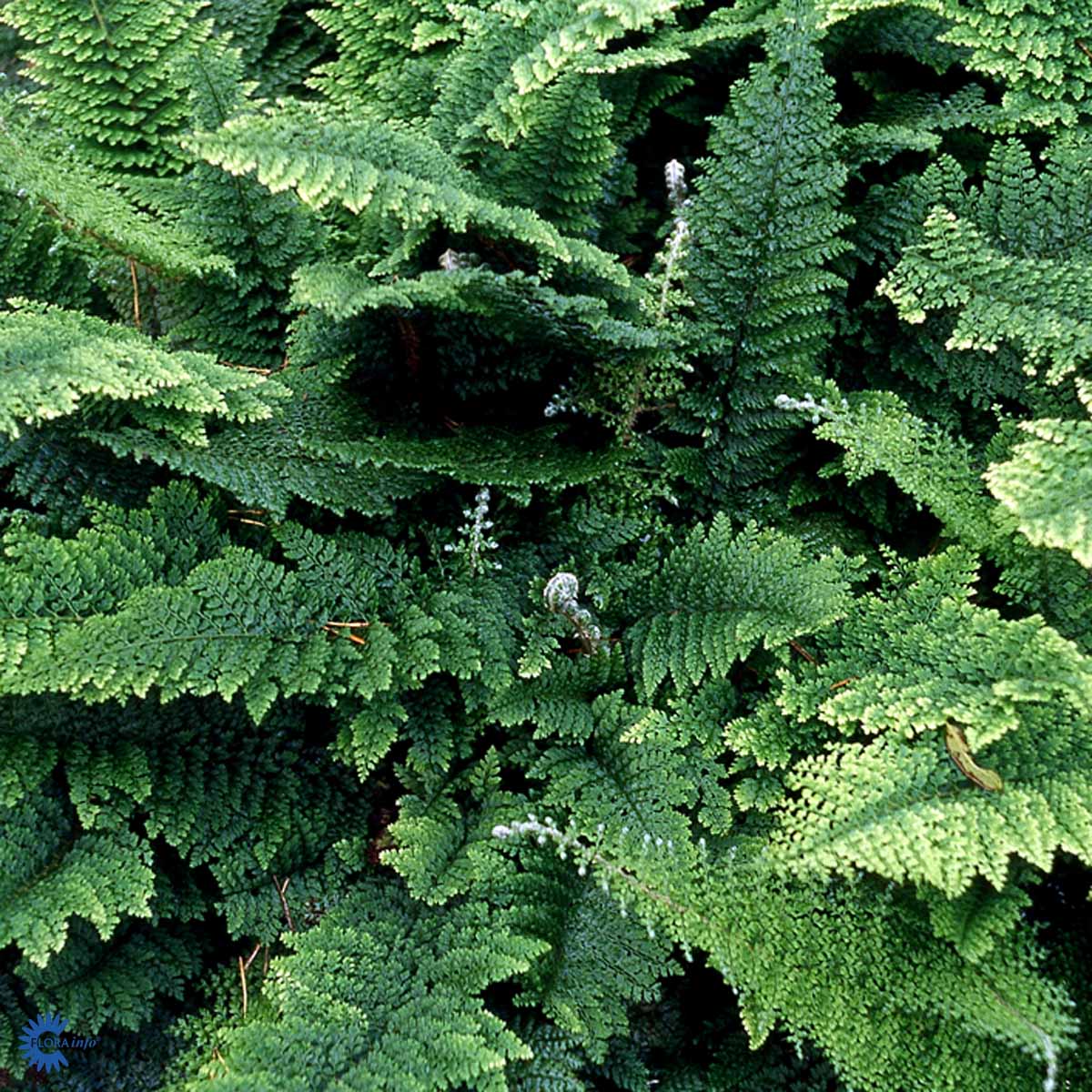 Bilde av Polystichum set. 'Plumoso-densum'-Spanne Plantesalg
