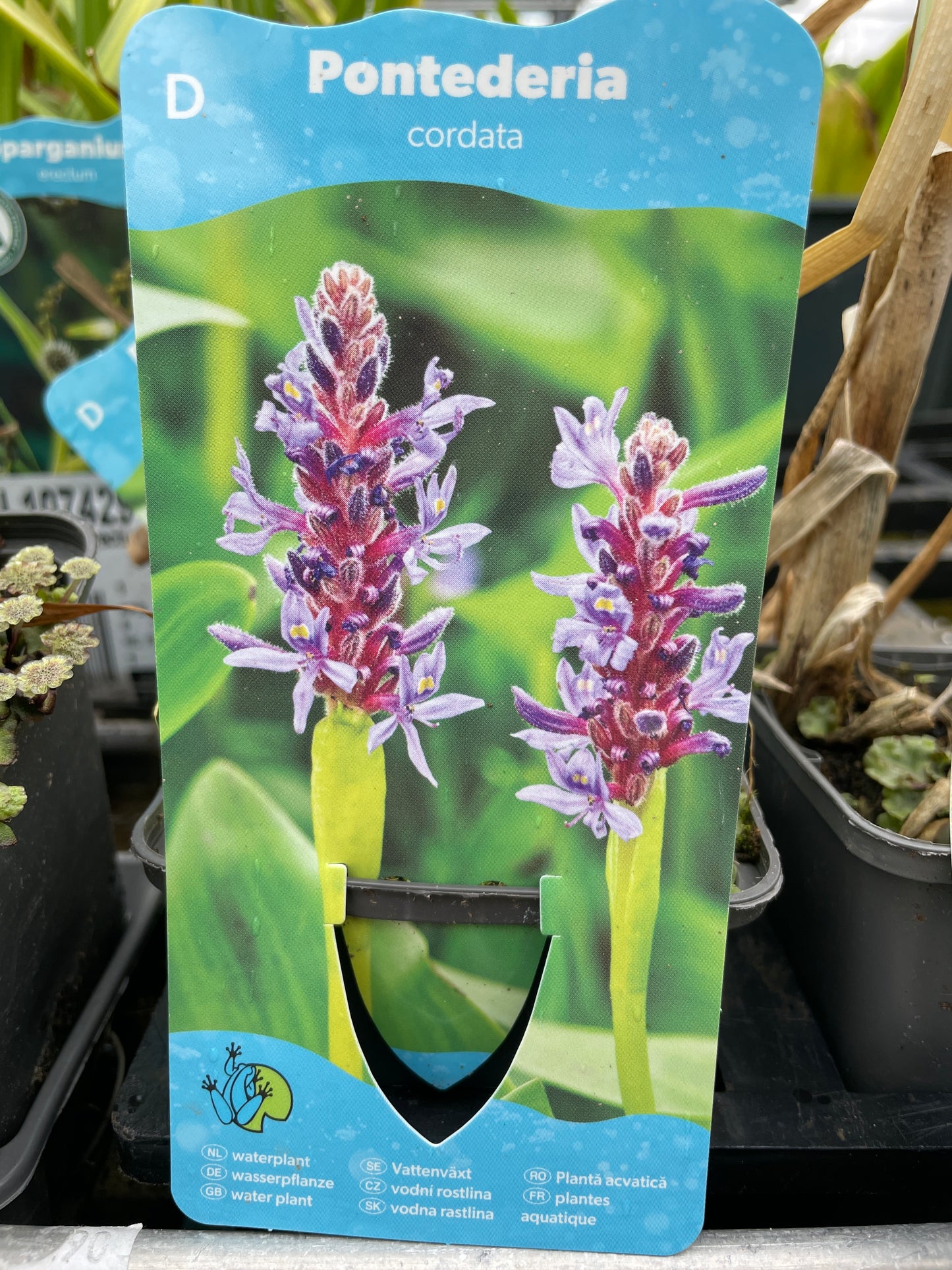 Bilde av Pontederia cordata-Spanne Plantesalg