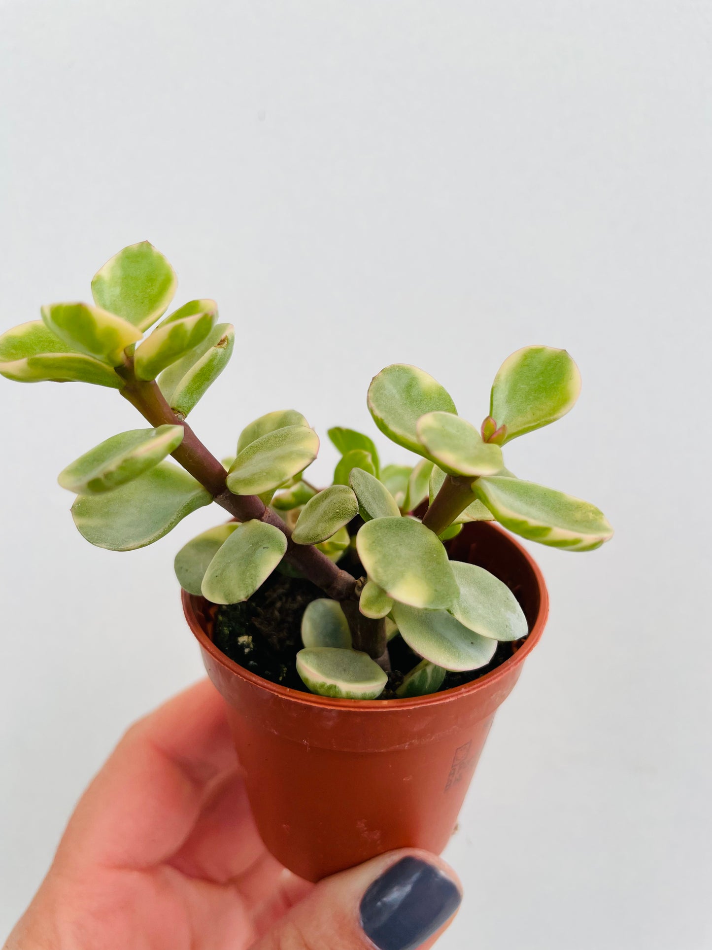 Bilde av Portulacaria afra variegata-Spanne Plantesalg