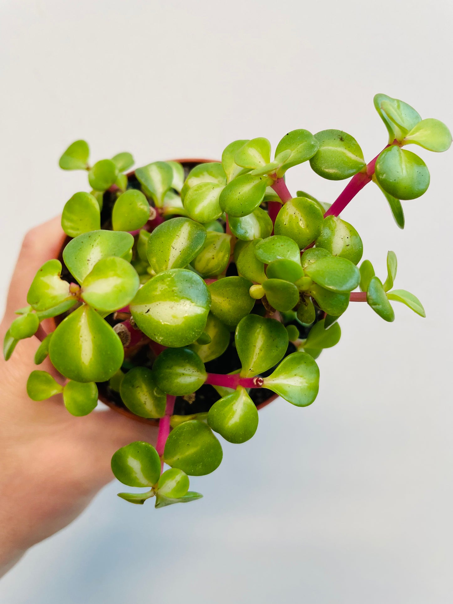 Bilde av Portulacaria afra variegata ‘Mediopicta’-Spanne Plantesalg