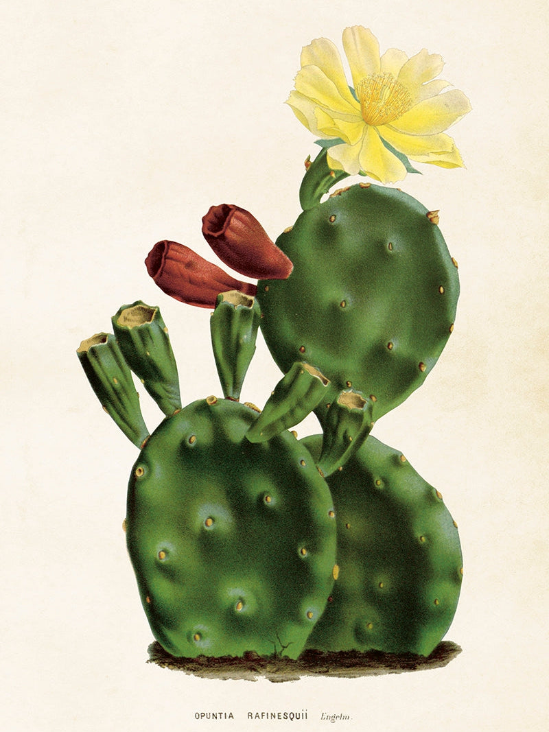Bilde av Poster 50 x 70 cm-Spanne Plantesalg