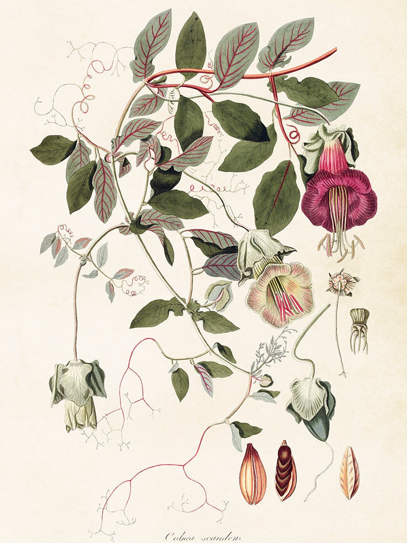 Bilde av Poster 50 x 70 cm-Spanne Plantesalg